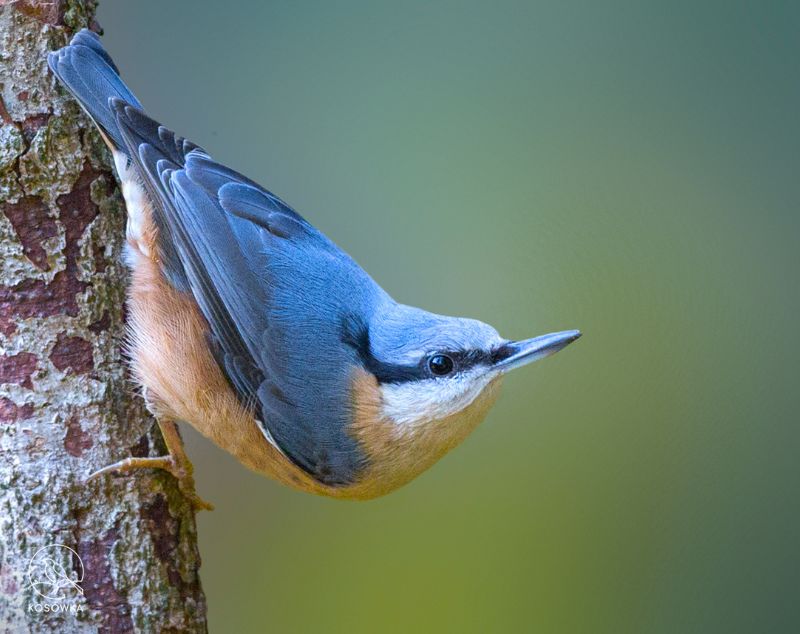 Read more about the article Ptaki Roztocza – bogactwo natury, które warto odkryć
